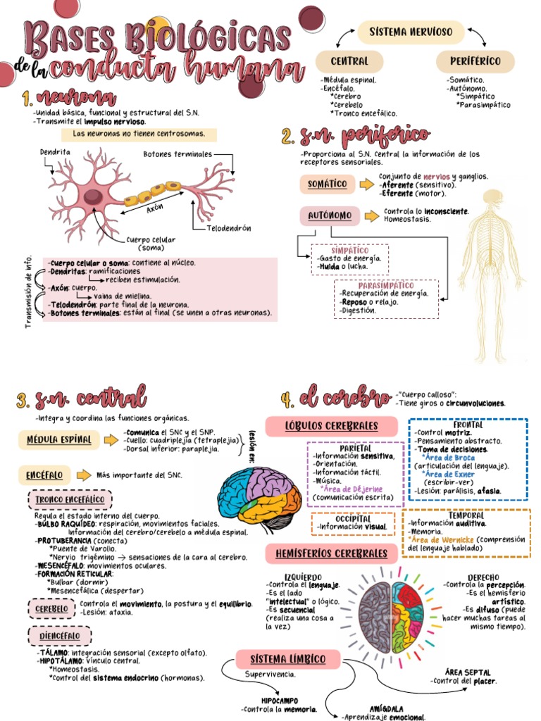 Kami Export - Bases Biológicas de La Conducta Humana | PDF | Cerebro ...