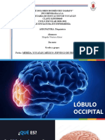 Lobulo Occipital
