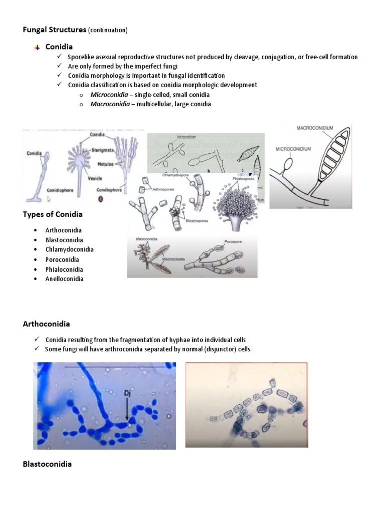Mycology 2 PDF Fungus Cell (Biology)