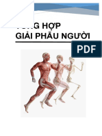 Tổng Hợp Giải Phẫu Người