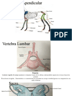 Cartilla Anatomia