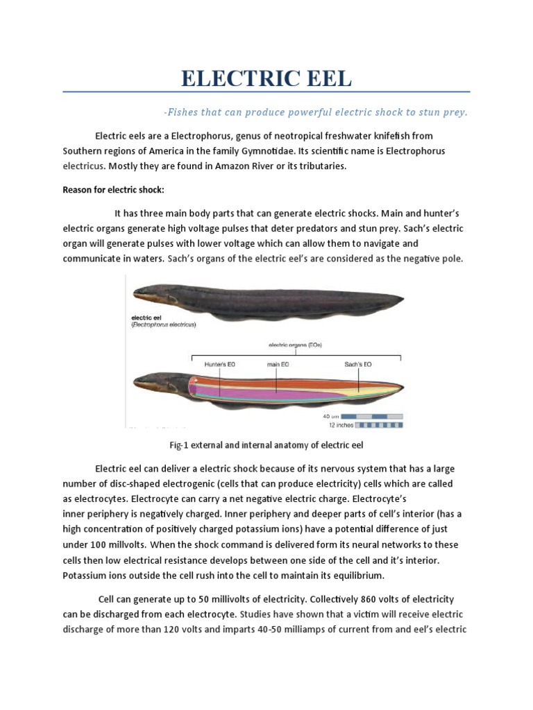 Electric Eel | PDF | Electricity | Materials Science