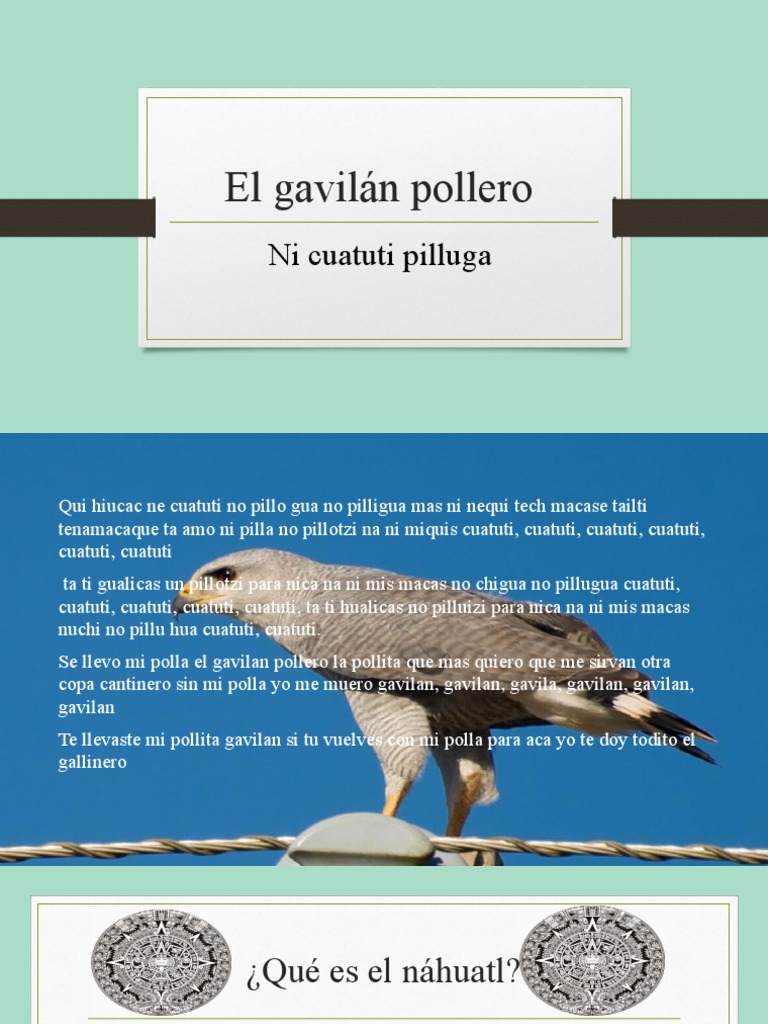 El gavilán pollero: canción y significado | PDF