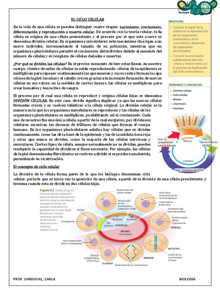 Fases del Ciclo Celular y Mitosis | PDF | Mitosis | Cromosoma
