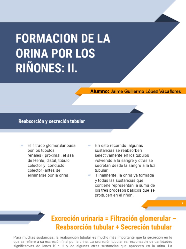 2 Formacion de La Orina Por Los Riñones II. | PDF | Riñón | Orina