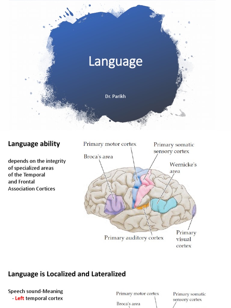 Language & Basal Ganglia S23 PDF Basal Ganglia Cerebral Cortex