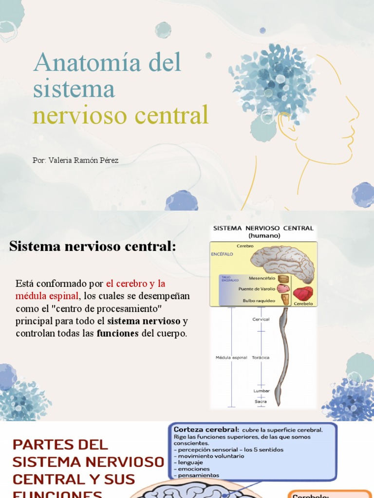 Anatomía del Sistema Nervioso Central | PDF | Médula espinal | Cerebro