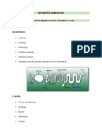 TP CG - Aparato Digestivo