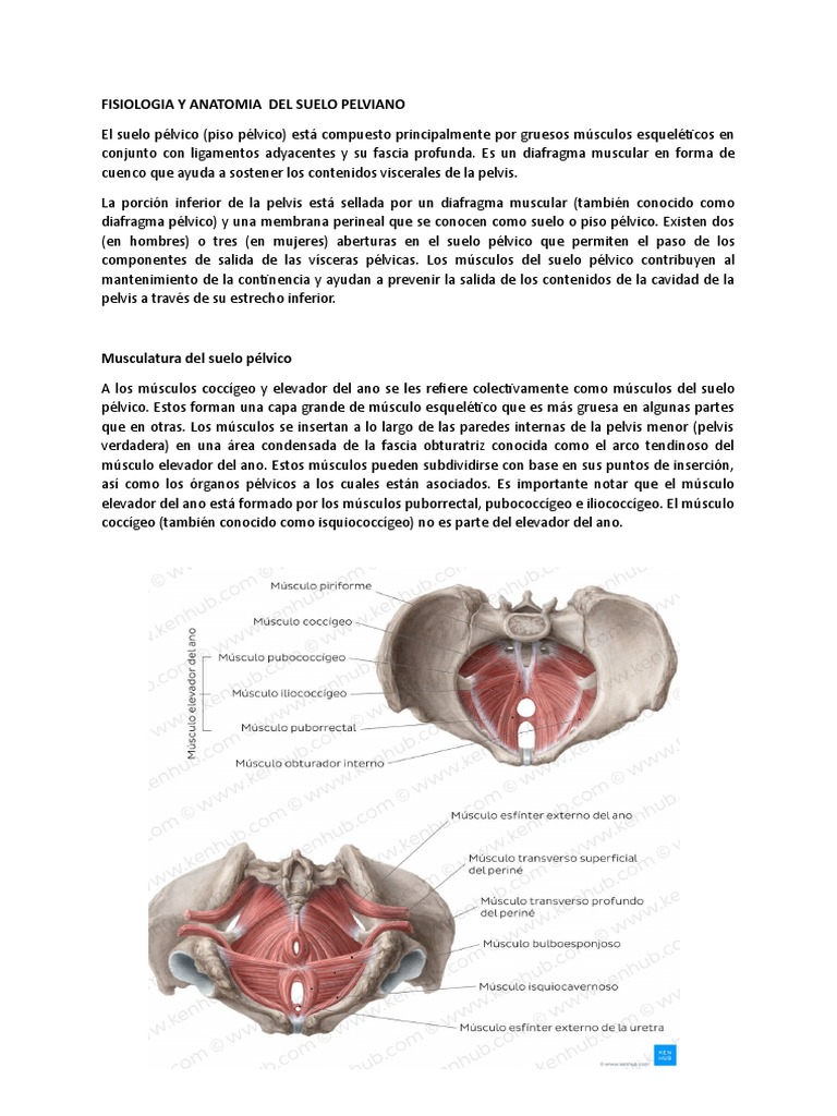 Fisiologia y Anatomia Del Suelo Pelviano | PDF | Pelvis | Músculo