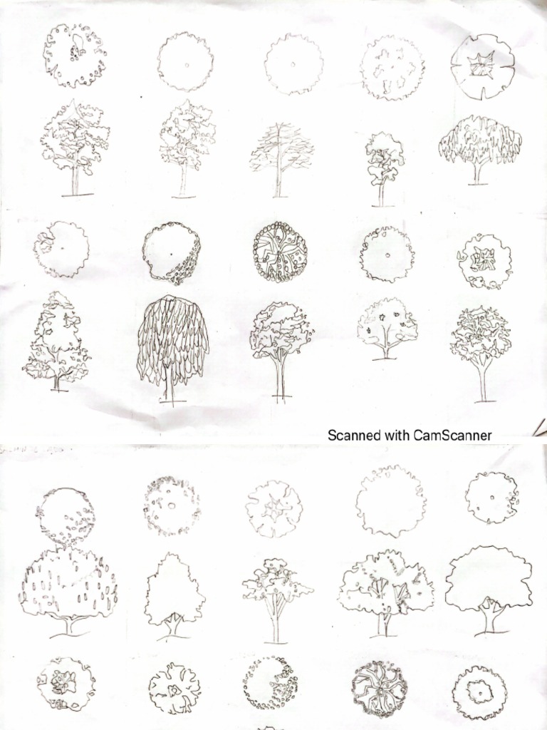 Dibujo en planta y elevación Arboles,