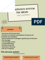 The Nervous System The Brain: Pals Gateway