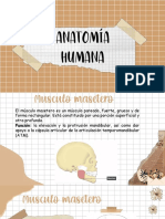 Anatomia Humana