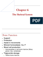 ch6 - Skeletal System