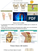 Dato curioso de la rodilla