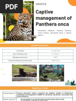 Silvestres Grupo 5 | PDF | Jaguar