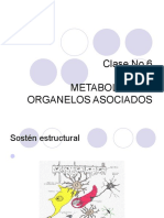 Clase No.6 Metabolismo y Organelos Asociados 1