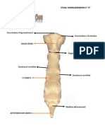 Anatomía Radiológica III. Citlalli 4A