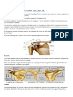 IBMcinturon Escapular 23