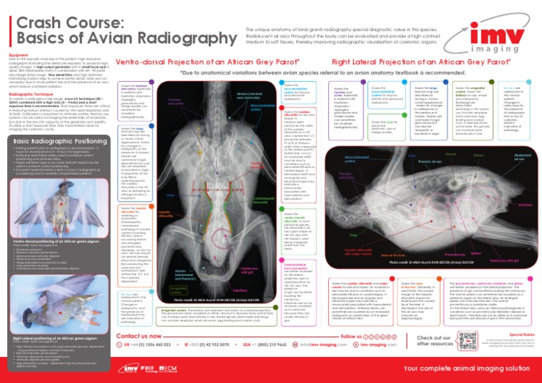 A2 Avian Poster | PDF | Radiography | Radiology