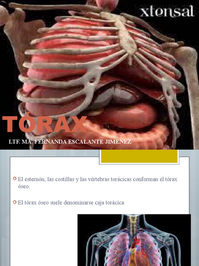 TÓRAX | PDF