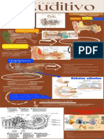 Sistema Auditivo