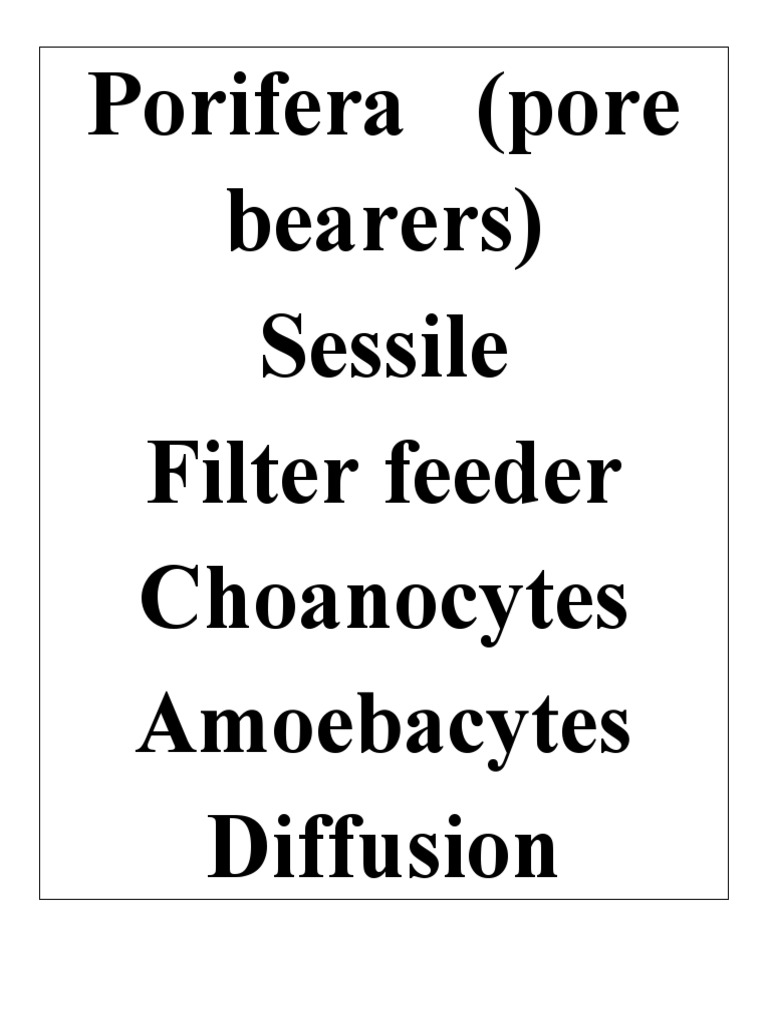 Porifera (Pore Bearers) Sessile Filter Feeder Choanocytes Diffusion PDF