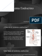 Sistema Endocrino Exposición