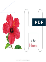 Worksheet - H Is For Hibiscus