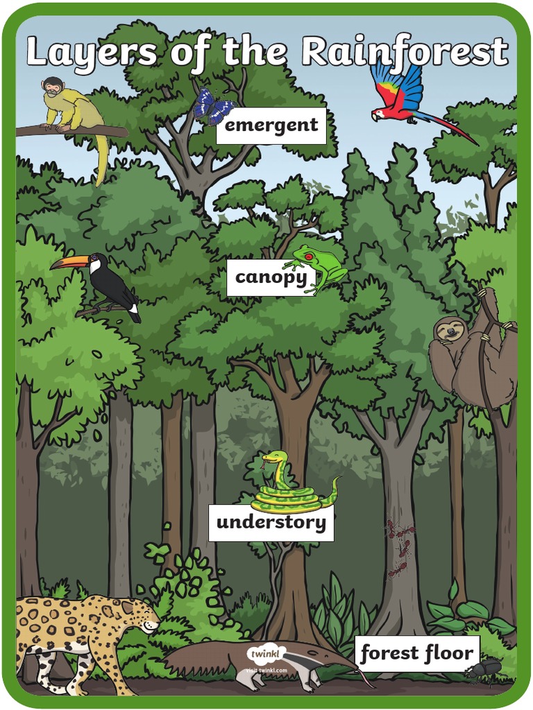 Us T 2548661 Layers of The Rainforest Large Display Poster English | PDF