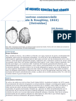 FAO - Saccostrea Commercialis