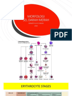 Morfologi Eritrosit 2023