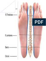 Reflexologia Pontos Da Coluna