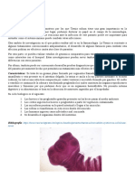 Organismo Modelo (Platelmintos) - Jorge Azuara Chulvi
