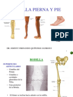 Anatomia PC4