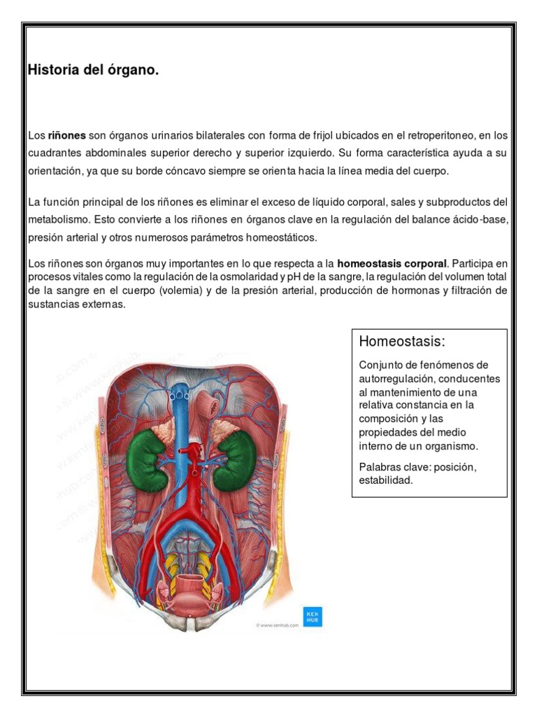 Anatomía y funciones de los riñones | PDF | Riñón | Sangre