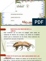 Sistema de Excretor de La Abeja