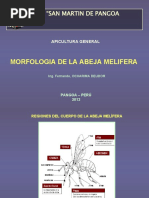 4 Morfología Abeja Melífera 2010