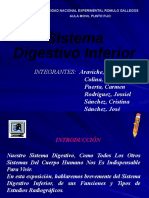 Sistema Digestivo Inferiorcristina