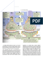 Clase 4 Fisiología