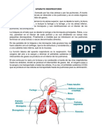 Aparato Respiratorio