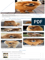 Chow Chow - Buscar Con Google