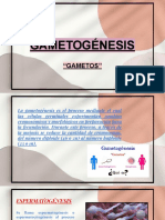 Gametogénesis ( - )