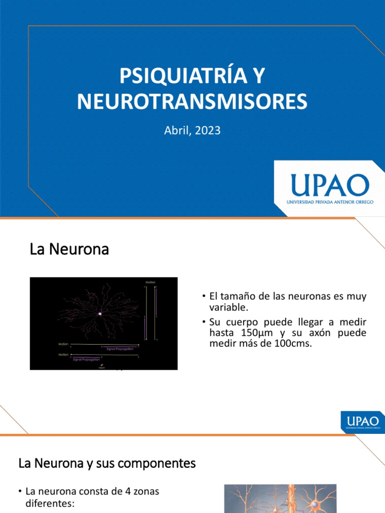 Neurotransmisores y su Función Neuronal | PDF | Sinapsis | Norepinefrina