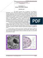 GuíaDidáct.I-4 Nucleo-CicloCel y Mitosis-ALHO2022