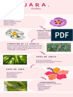 Infografía Cuidados Plantas Interiores Ilustrado Natural Verde