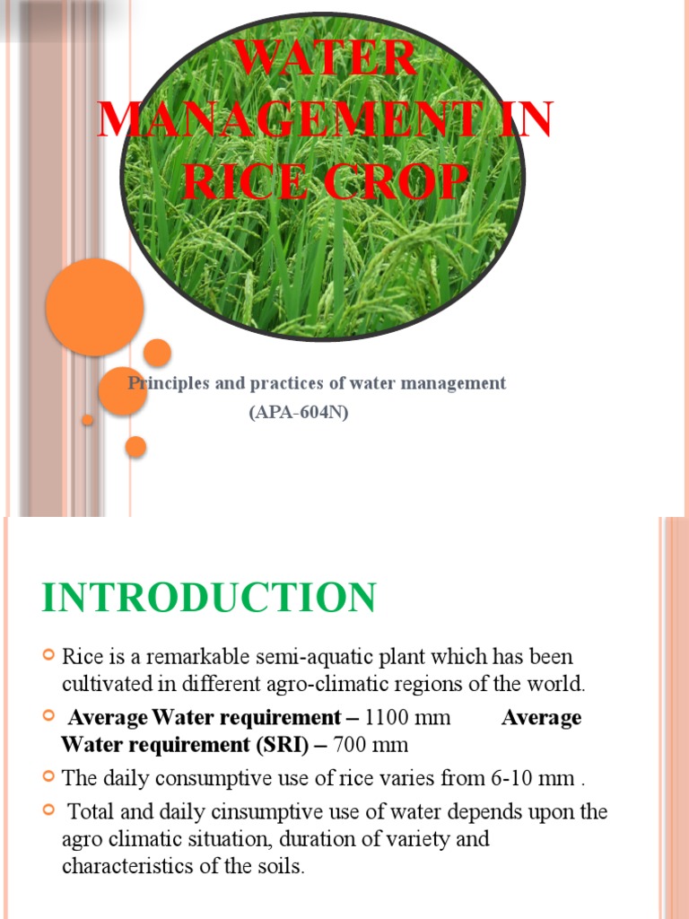 Water Management in Rice Cultivation | PDF | Rice | Irrigation