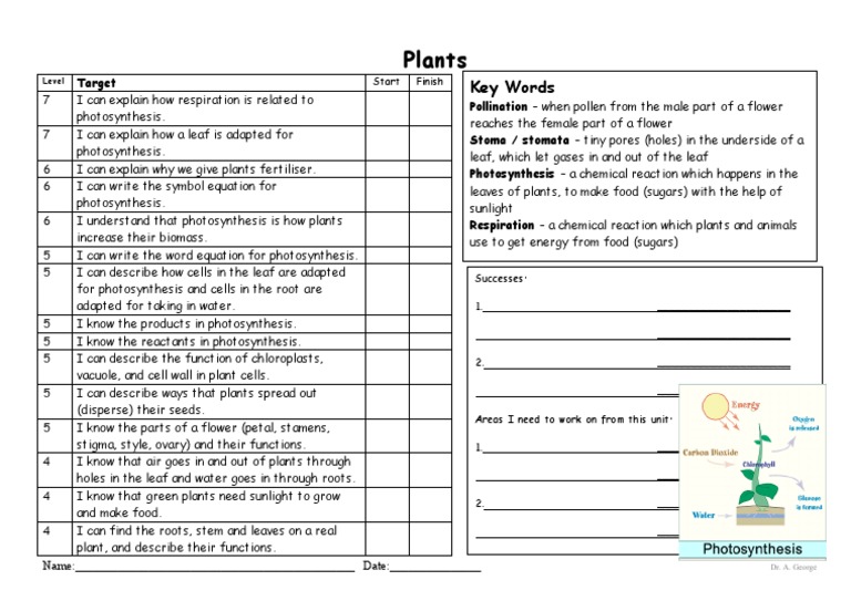 Plants target sheet KS3 AVG | PDF | Plants | Stoma