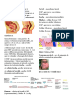 Sistema Reprodutor