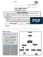 Lab Metabolismo Celular