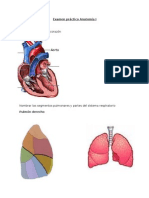 Anatomia Corazon+